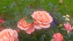 Корал Лионс-Розе (Coral Lions-Rose). Северо-Запад.