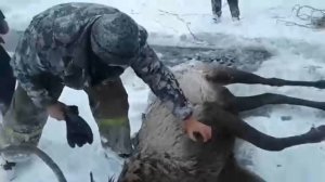 Спасение оленя, провалившегося под лед 