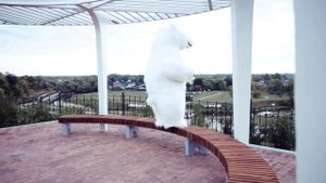 Костюм белого Мишки на заказ. Ростовый костюм белого медведя. ПРИНИМАЕМ ЗАКАЗЫ!