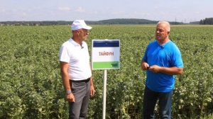 Опыт возделывания кормовых бобов в Беларуси