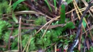 Грибы в ноябре. Млечники или Горькушки.