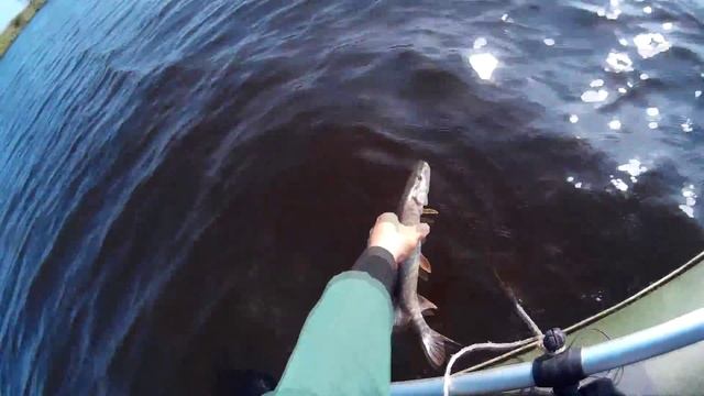 Рыбалка на плотву летом. Щука на спиннинг воблерами Tsuyoki на реке с лодки. смотреть онлайн