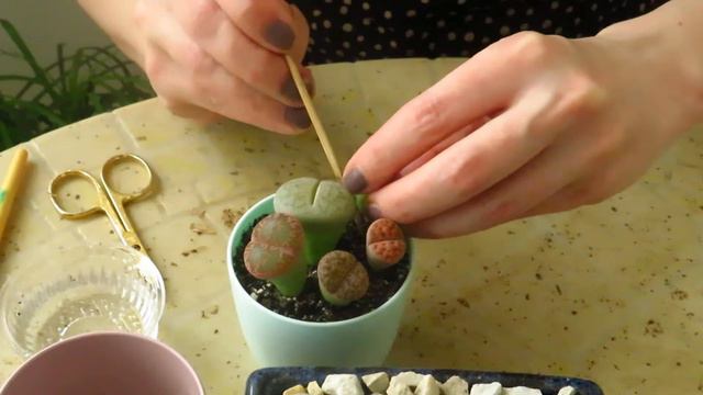 Композиция из литопсов смотреть онлайн