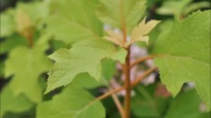 Plants You Will Like   Hydrangea quercifolia 'Pee Wee'