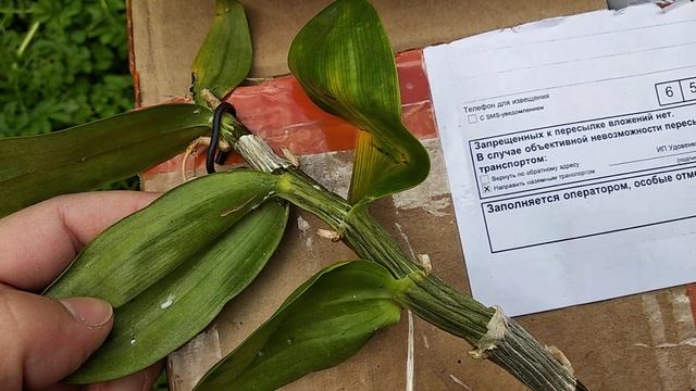 Орхидеи от orchid22.ru распаковка посылки