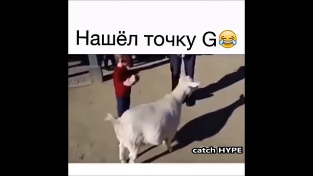 ЖИВОТНЫЕ ПУКАЮТ КАК ЛЮДИ. смотреть онлайн