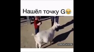 ЖИВОТНЫЕ ПУКАЮТ КАК ЛЮДИ.