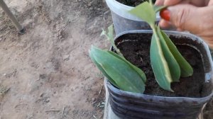 3 июля 2020 г.Как черенковать лилии,Размножение лилий из листочка. Пробуйте, получается!