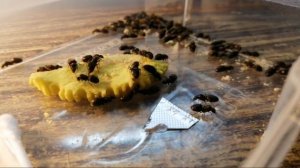 колония муравьёв состоящая из одних маток // lasius niger#матка#муравьи#мир#природа#финал#обзор