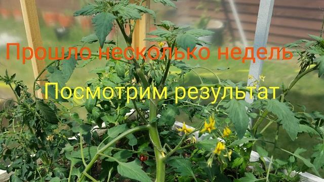 Какие пасынки оставлять на ТОМАТАХ / РЕЗУЛЬТАТ ЭКСПЕРИМЕНТА