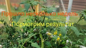 Какие пасынки оставлять на ТОМАТАХ / РЕЗУЛЬТАТ ЭКСПЕРИМЕНТА
