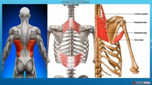 Беткей арқа бұлшықеттері. Арқа бұлшықеттері (musculi dorsi)