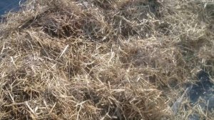 Подготовка ежевики к зиме в Омске.