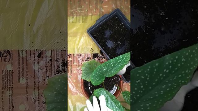 Перевалка тростниковой бегонии. смотреть онлайн