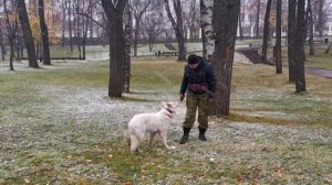 Как отучить собаку подбирать с земли?