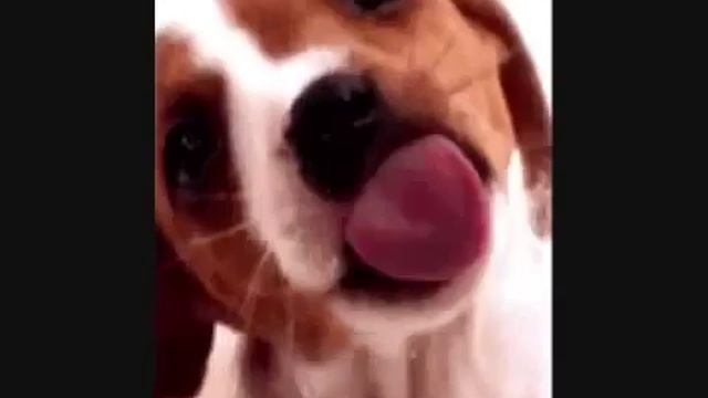 Подборка прикольных фоток с собаками смотреть онлайн