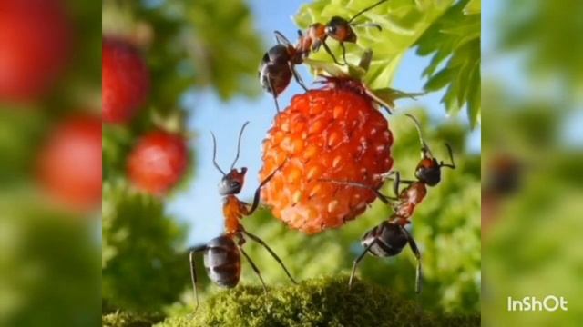 ?СОННИК - Насекомые ?? К чему снятся Насекомые ! Часть 1 смотреть онлайн