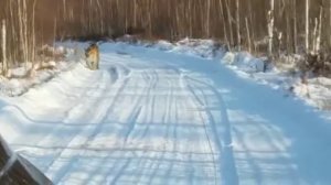 Амурский тигр вышел на проезжую дорогу
