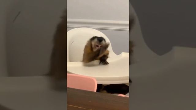 Абизяны бибизяни #брадки смотреть онлайн