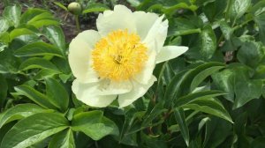 Пион CLAIRE DE LUNE/Клэр Дэ Люн