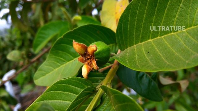 Psidium guajava, the common guava 4K Ultra HD смотреть онлайн