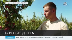 Сельскохозяйственные производители Крыма приступили к уборке сливы