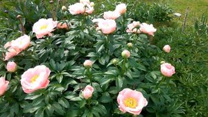 Peony 2017, Salmon Dream, Пионы год 17й, Салмон Дрим