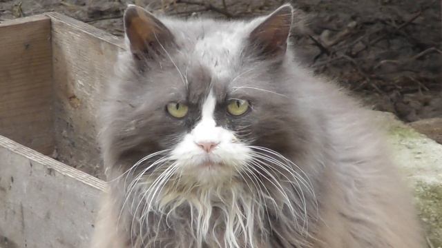 Мемный кот злой лохматый серый смотреть онлайн