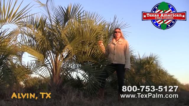 Cold Hardy Palm Trees for Texas смотреть онлайн