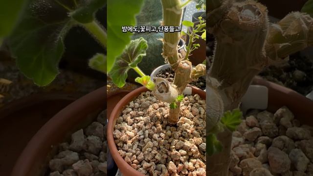 #꽃이 잘 #피려면 #영양가 많은 #흙과 #배수….👍#제라늄 #키우다보면#유난히#정이#가는게 있다. смотреть онлайн