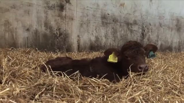 Независимость Форд Екатеринбург смотреть онлайн