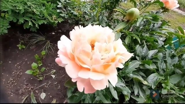 КОРАЛЛОВЫЙ ПИОН 2020 год КОРАЛ ШАРМ.CORAL CHARM