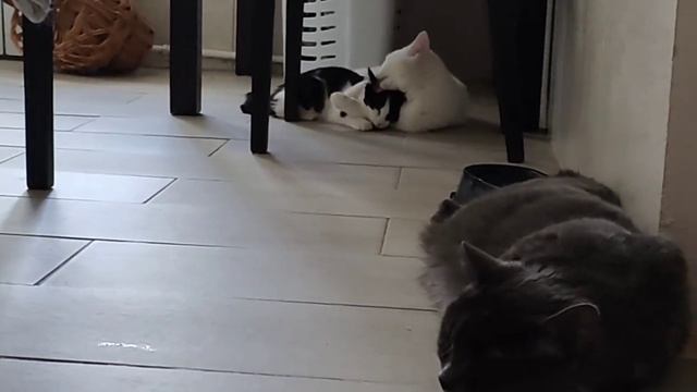 Котодети. #cat #kitten #кошки #pet #animal смотреть онлайн