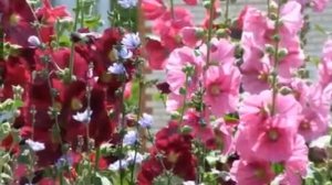 Посёлок Шилово, Рязанская область.