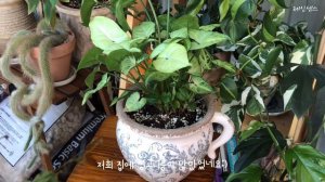 (sub)식물도 살찌는 가을의 베란다정원🌿 이케아 선반으로 정리가 수월해졌어요_ 9월 식물근황 2부