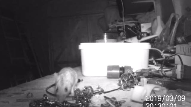 Стивен гадал, кто каждую ночь наводит порядок в сарае, пока не установил камеру наблюдения и это бы смотреть онлайн