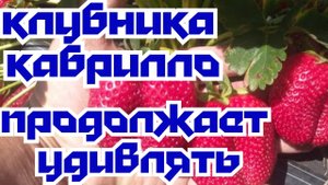 Клубника Кабрилло. Продолжает удивлять.