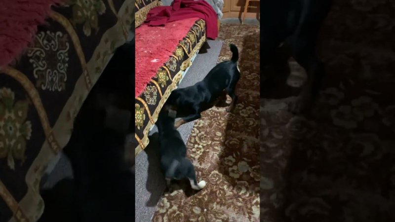 Щенок дворняжка загрыз Ягдтерьера