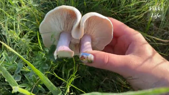 Сбор грибов Синеножка в Ростовской области 2021! Поход за грибами Синяя ножка смотреть онлайн