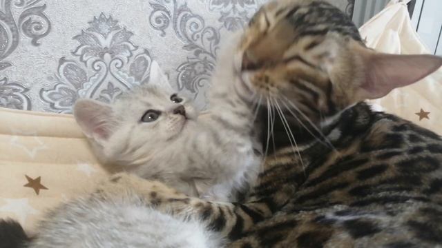Кошки и котята умывают друг друга. Cats and kittens wash each other.