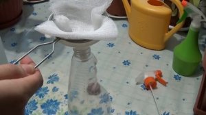 Чесночный настой от вредителей