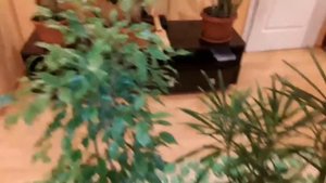 КАК НАШИ ЦВЕТЫ В ДОМЕ ОТДАЮТ НАМ БЛАГОДАРНОСТЬ !