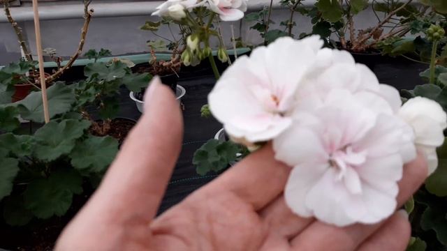 2 ноября 2023 г. смотреть онлайн