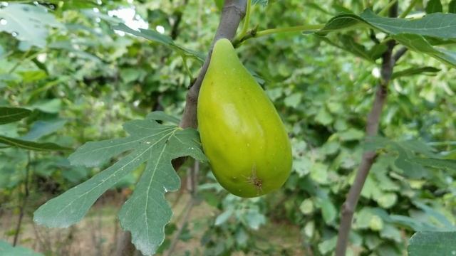 Чем отличается абрикос от дикого абрикосаинжир дикий от не дикого и т.д. и т.п.