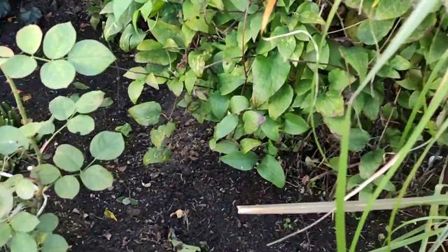 КАК ПОДГОТОВИТЬ КЛЕМАТИСЫ К ЗИМЕ? смотреть онлайн