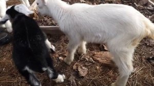 Переохлаждение новорожденных козлят. Первая помощь.