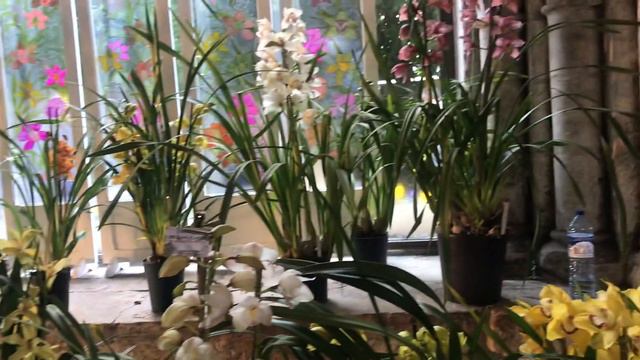 Sylvana Plantes orchidées et plantes rares « Cymbidium » Abbaye de Vaucelles 2019 смотреть онлайн