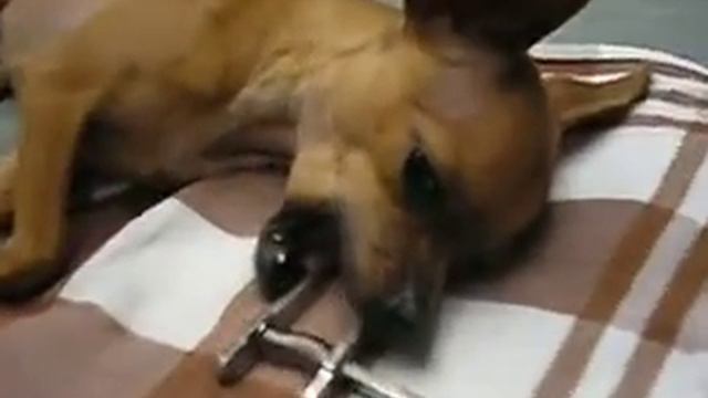 Chihuahua Julia go to dentist (Julia) 2008 смотреть онлайн