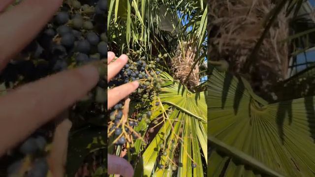 Sabal seeds ready to harvest