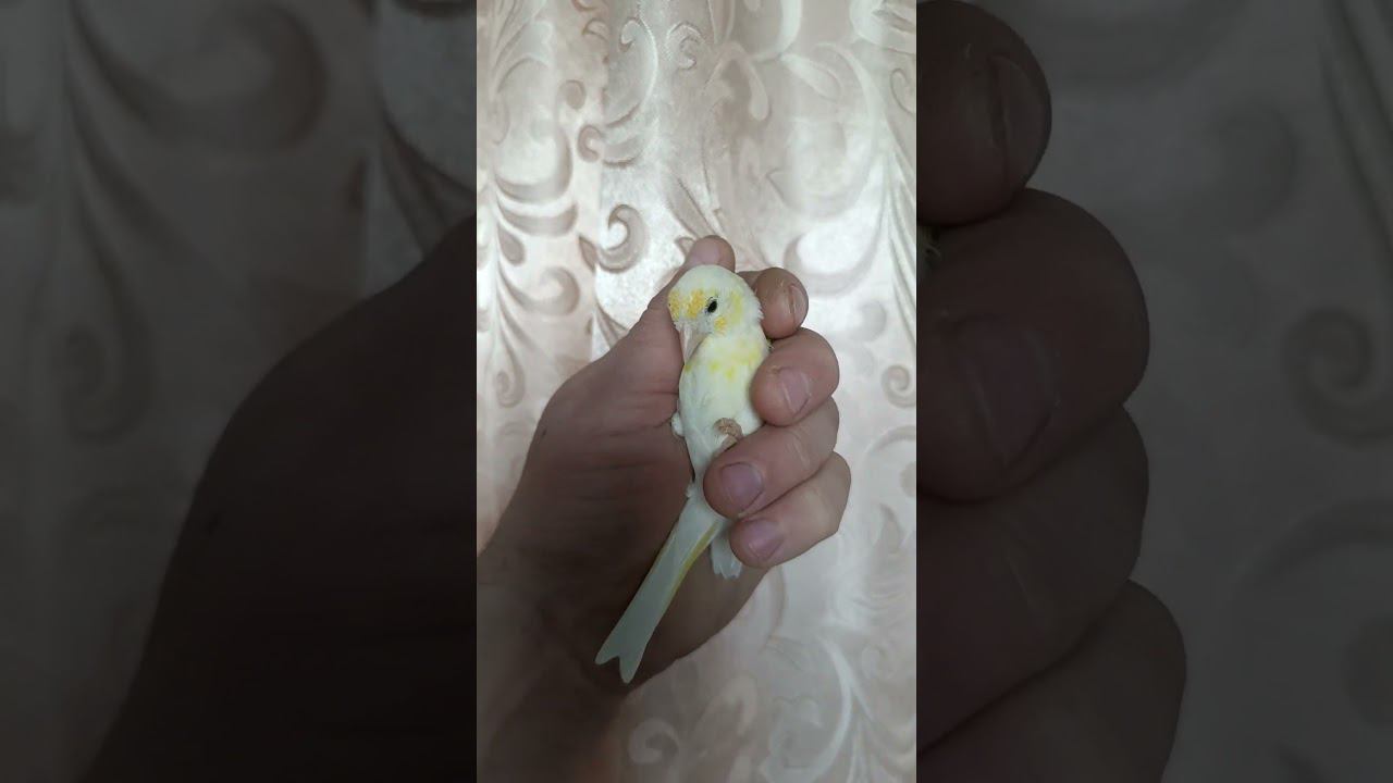 gibrid shchegol+kanareyka 9.12.2023. смотреть онлайн